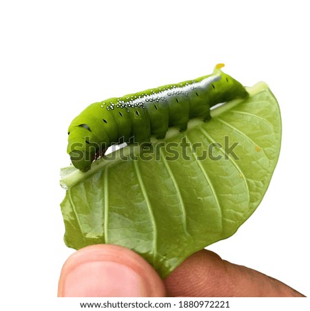 Fingers with green worm caterpillars on green leaf isolated on white background