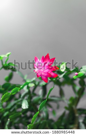 Schlumbergera blossom home plant, Christmas december winter zygocactus, nature floral background, pink flowers bloom