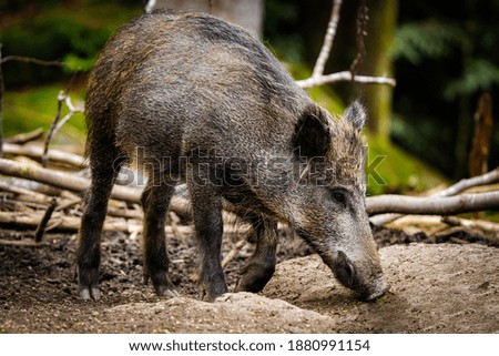 young wild pig looking for food in the forest, Bohmenwald