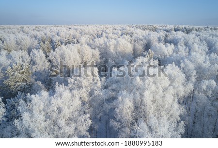Aerial photo of birch forest in winter season. Drone shot of trees covered with hoarfrost and snow. Natural winter background.