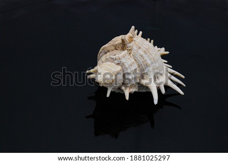 Seashells in fine details natural