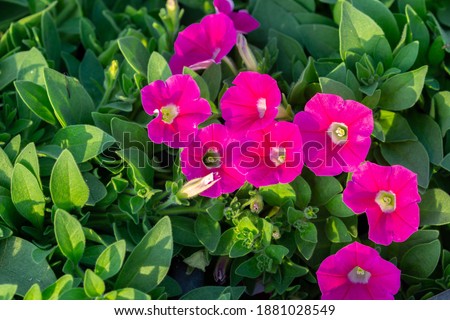 Close-up shot Calibrachoa Million Bells pink. Plant flowers for agricultural industry. Royalty-Free Stock Photo #1881028549