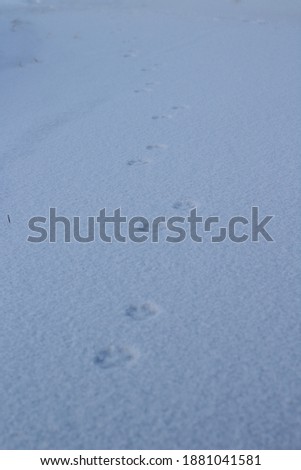 Wild Animal Paws Footprints on White Snow Ice Surface in Wildlife 