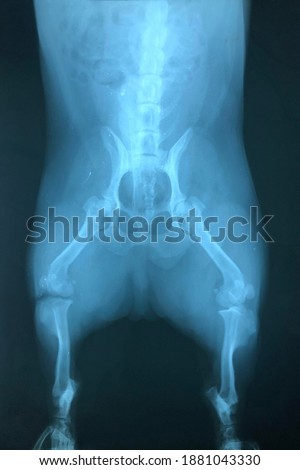 X-Ray Film of Healthy Corgi Dog Hip and Acetabulum Joint in Front View