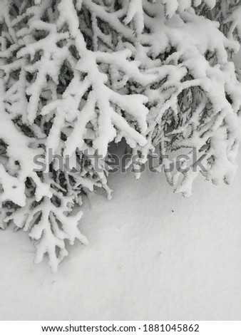 Nature Winter background with snowy pine tree branches.Winter christmas Wallpaper 

