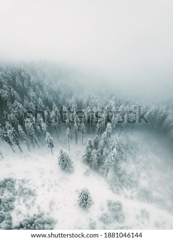 Foggy winter landscape with trees covered in snow and fog. Aerial perspective.