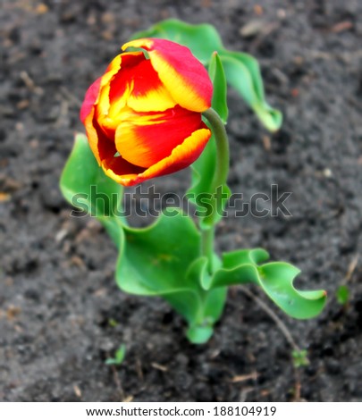 Red and yellow tulip over earth background