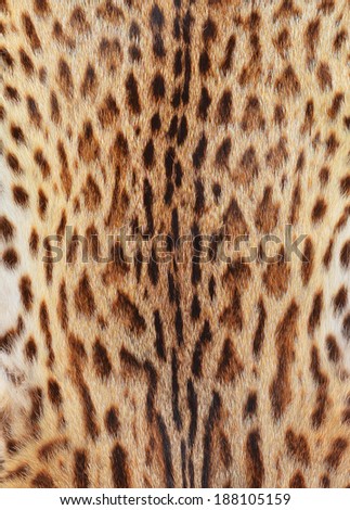 textured tiger pelt