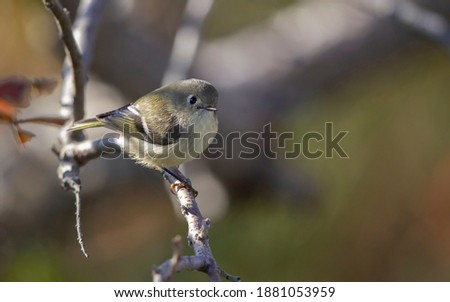 Ruby-crowned Kinglet, Regulus calendula, at Cape May, New Jersey, USA, during autumn migration.