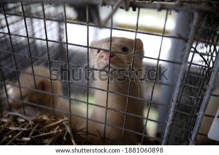 European mink cage grown on a farm for fur. Lithuania Royalty-Free Stock Photo #1881060898