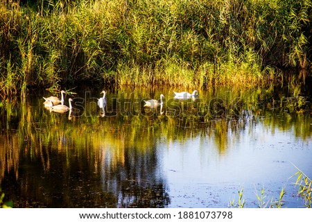 On the smooth surface of the pond, a group of 5 swans settled down to rest.