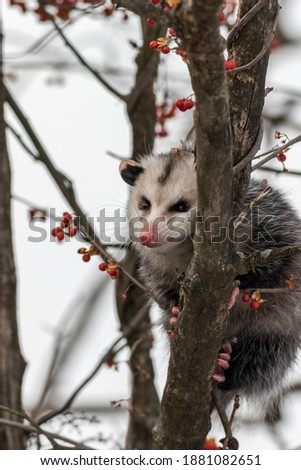 Opossum, Didelphis virginiana, in bare tree with ornamental berries in winter
