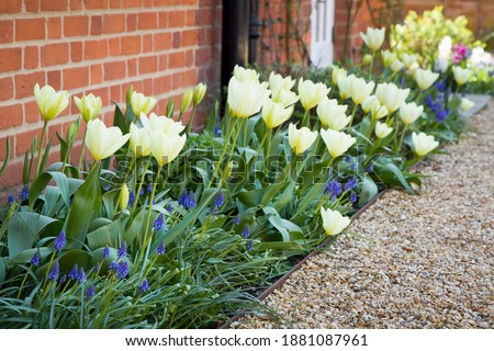 Tulips and muscari (grape hyacinth) growing in a garden flowerbed, spring flower bed, UK Royalty-Free Stock Photo #1881087961