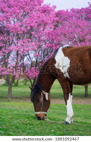 
horse grazing in front of pink trees