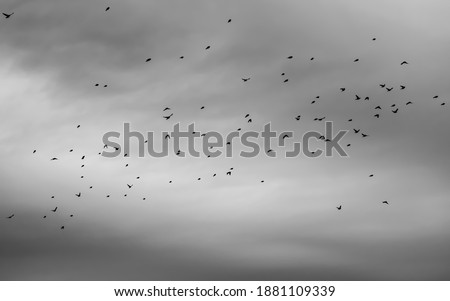 Sparrow flock flying in gray sky