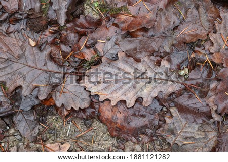 Fallen from a tree leaves in the forest in autumn