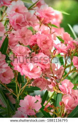 bush of bright pink flowers azalea of flowering plant species from the genus Rhododendron