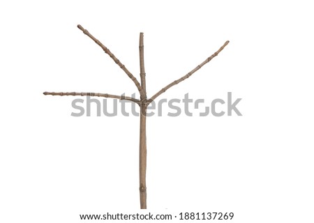 tree branch without leaves isolated on white background