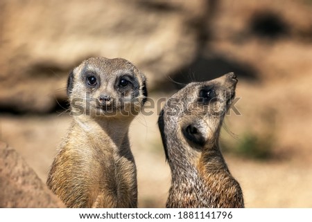 The meerkat stands in the sand and watches what is happening around.