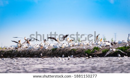 Flock of White Pelicans resting on a island in a prairie lake during spring migration. Alberta, Canada