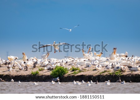 Flock of White Pelicans resting on a island in a prairie lake during spring migration. Alberta, Canada