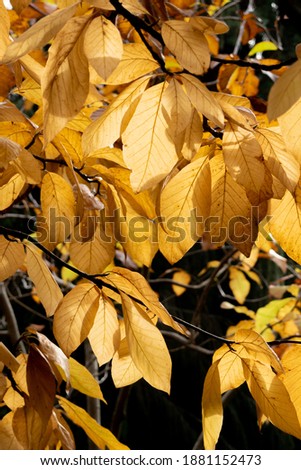 A vertical shot of light yellow leaves on the tree  Fall weather, foliage wallpaper