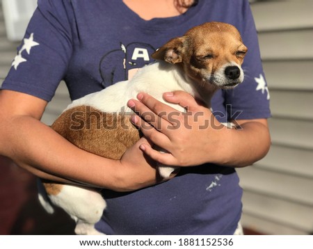Little girl in a purple shirt holding a brown and white female Chihuahua puppy￼