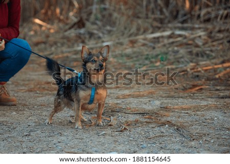 Chihuahua small dog, cute dog