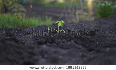 Tomato plant. Young tomato plants in the evening. Plant tomato at sunset.
