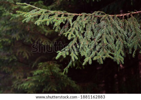 In the forest, a branch of a spruce hangs in front of the trees and a dark background