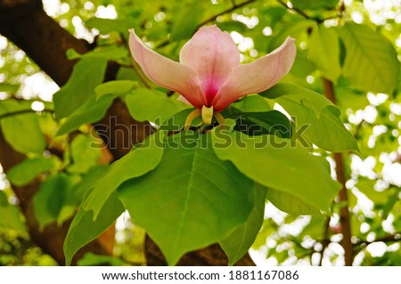 Magnolia branch with buds and flowers with delicate white, yellow and pink petals on a spring day                              