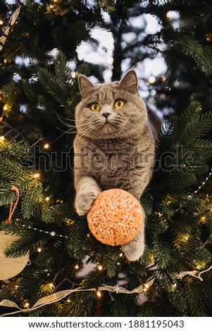 British cat play at the Christmas tree, Christmas holidays. Merry Christmas 