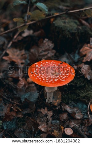 Bright red fly agaric in wet leaves. Amanita. Autumn rainy forest