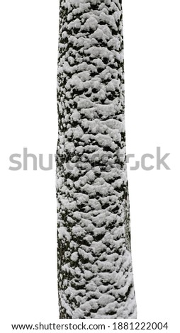 tree trunks with snow isolated on white background