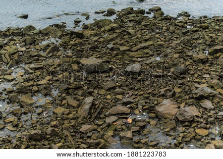 fish trapped between the rocks on the bank of the river after the water level drops at the hydroelectric power station