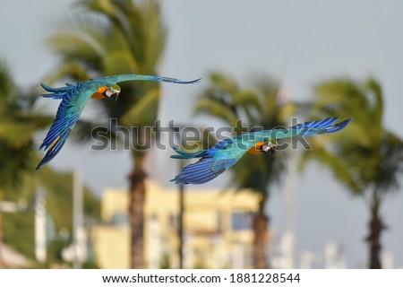 The King of parrots bird Blue gold macaw vivid rainbow colorful animal birds on flying away 
  