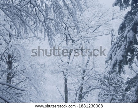 Snowy winter in the mountains in Zakopane