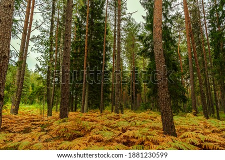 fern leaves brown and green next to each other under the branches of forest trees