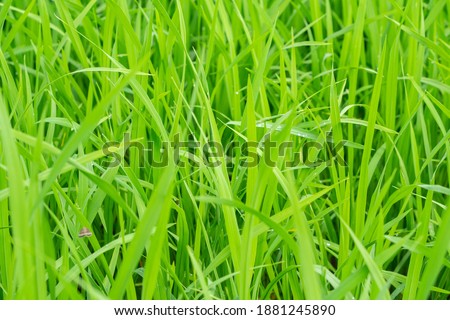 Landscape picture of green rice fields with beautiful sun shining.