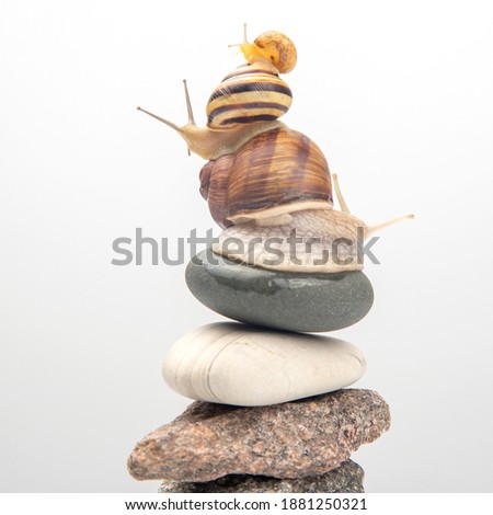 Helix pomatia. Snails on top of each other balance on top of a stone pyramid. mollusc and invertebrate. delicacy meat and gourmet food.