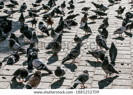 A large group of pigeons in south Tel Aviv