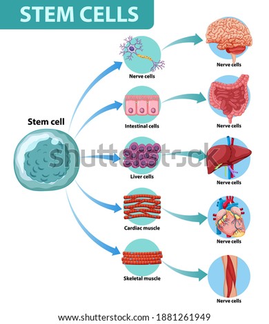 Information poster on human stem cells illustration