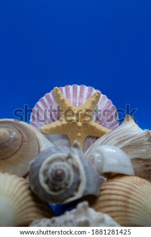 Seashells, including scallop, cockle, moon, whelk, and button shells with a starfish against a blue background