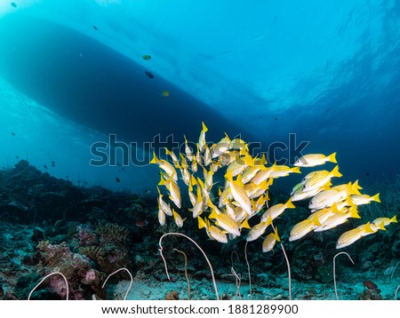 Marine life of the ocean underwater andaman sea