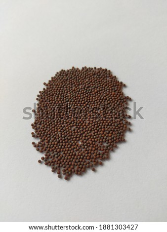 The small, brown lettuce seed is a popular plant growing for food.