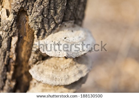 Mushrooms grow on an old tree in the wood