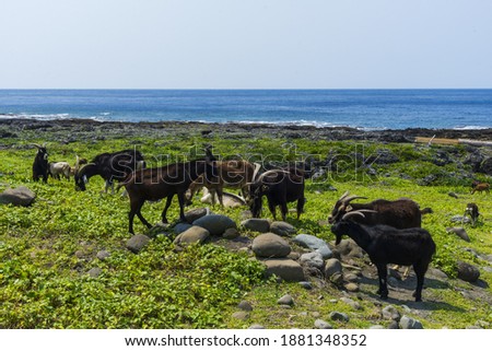 Sheep walking on the grass by the coast In Taitung Lanyu Taiwan Royalty-Free Stock Photo #1881348352
