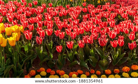 Tulips Spring Blooming. Growing tulips for sale plant tulip bulbs.
