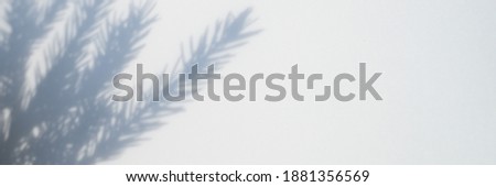 blurred photo of a shadow from a christmas tree branch on a white gray background of a wall or table. banner
