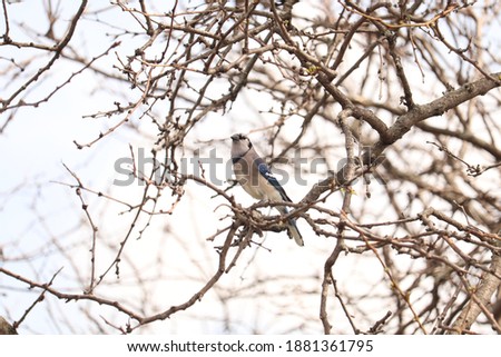 Blue jay sitting on budding tree branches during early spring with blue sky background